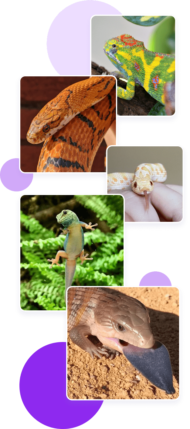 Set images of reptiles.