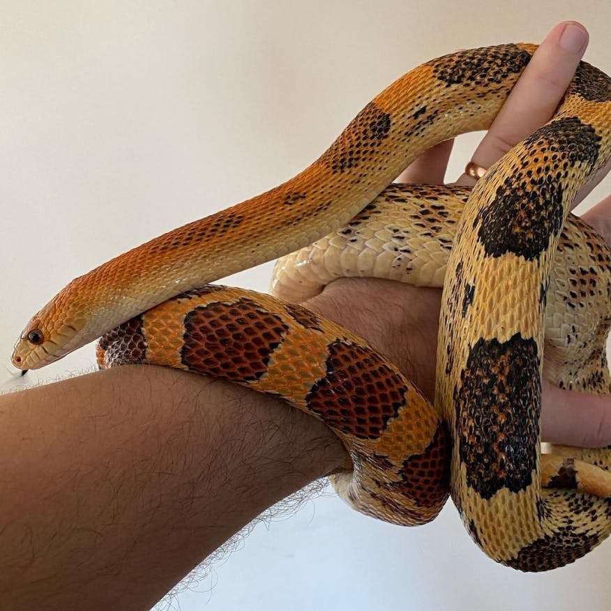 Image of Northern Mexican Pine Snake