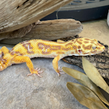 Preview image 2 for High Contrast Tang Tremper het. Eclipse