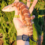 Preview image 1 for SS5 2023 Red Classic Northern Blue Tongue Skink