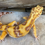 Preview image 1 for High Contrast Tang Tremper het. Eclipse