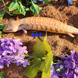 Preview image 1 for AA4 2023 White /Sunrise /Orange Northern Blue Tongue Skink