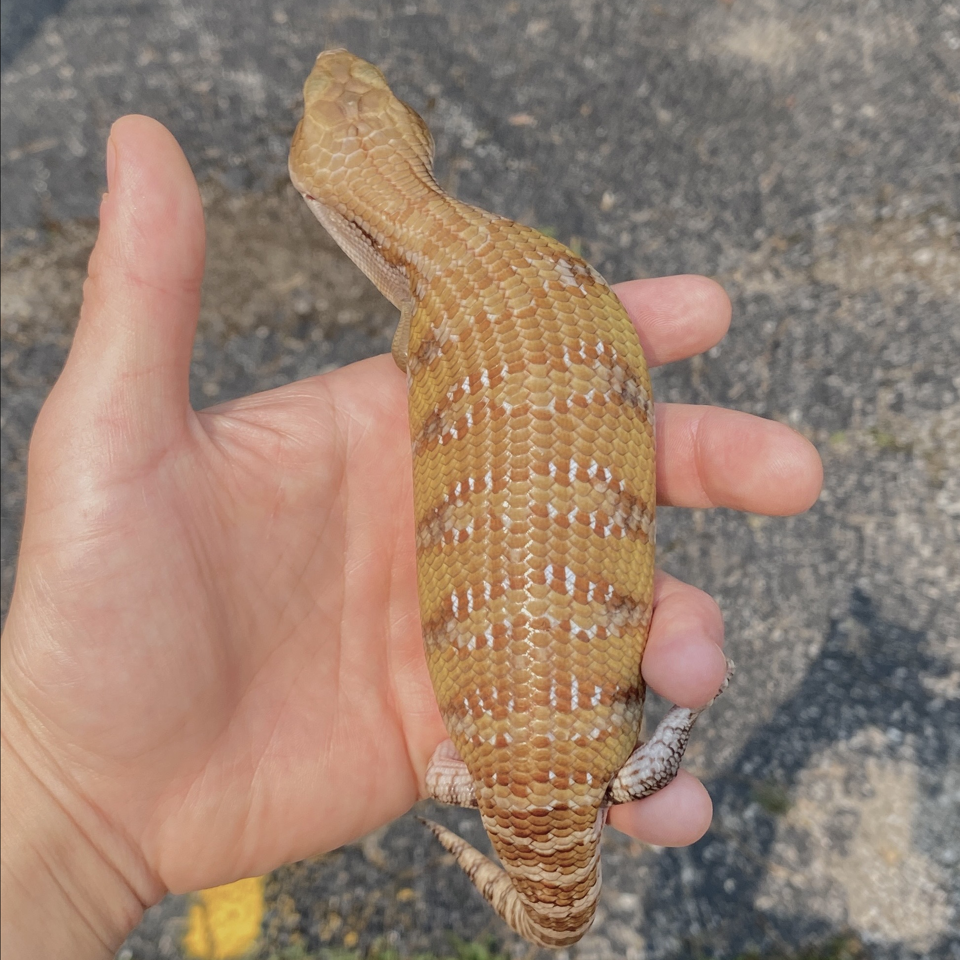 Image for (AZN04) T+ Caramel x Sunrise Specialty Morph Northern Blue Tongue Skink