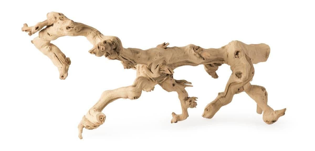 Image 1 for Galapagos Walking Wood by Josh's Frogs