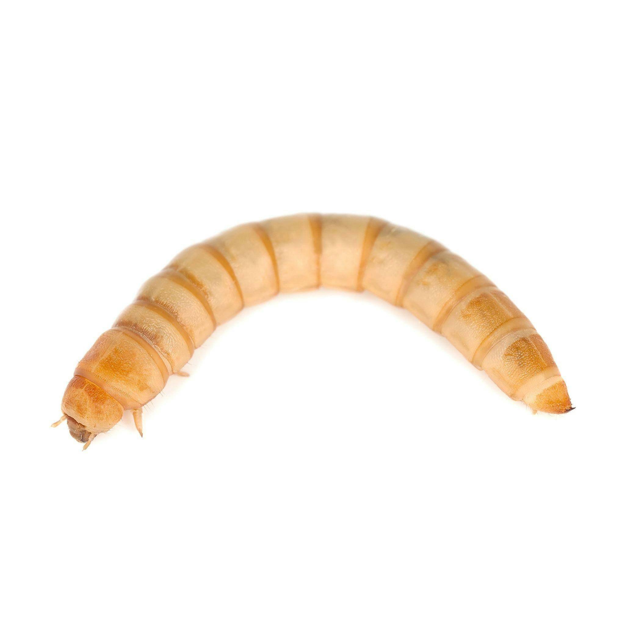 Image for Live Mealworms (500) by The Bug Factory
