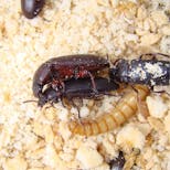 Preview image 1 for Mealworm & Beetle Starter Pack  by The Bug Factory