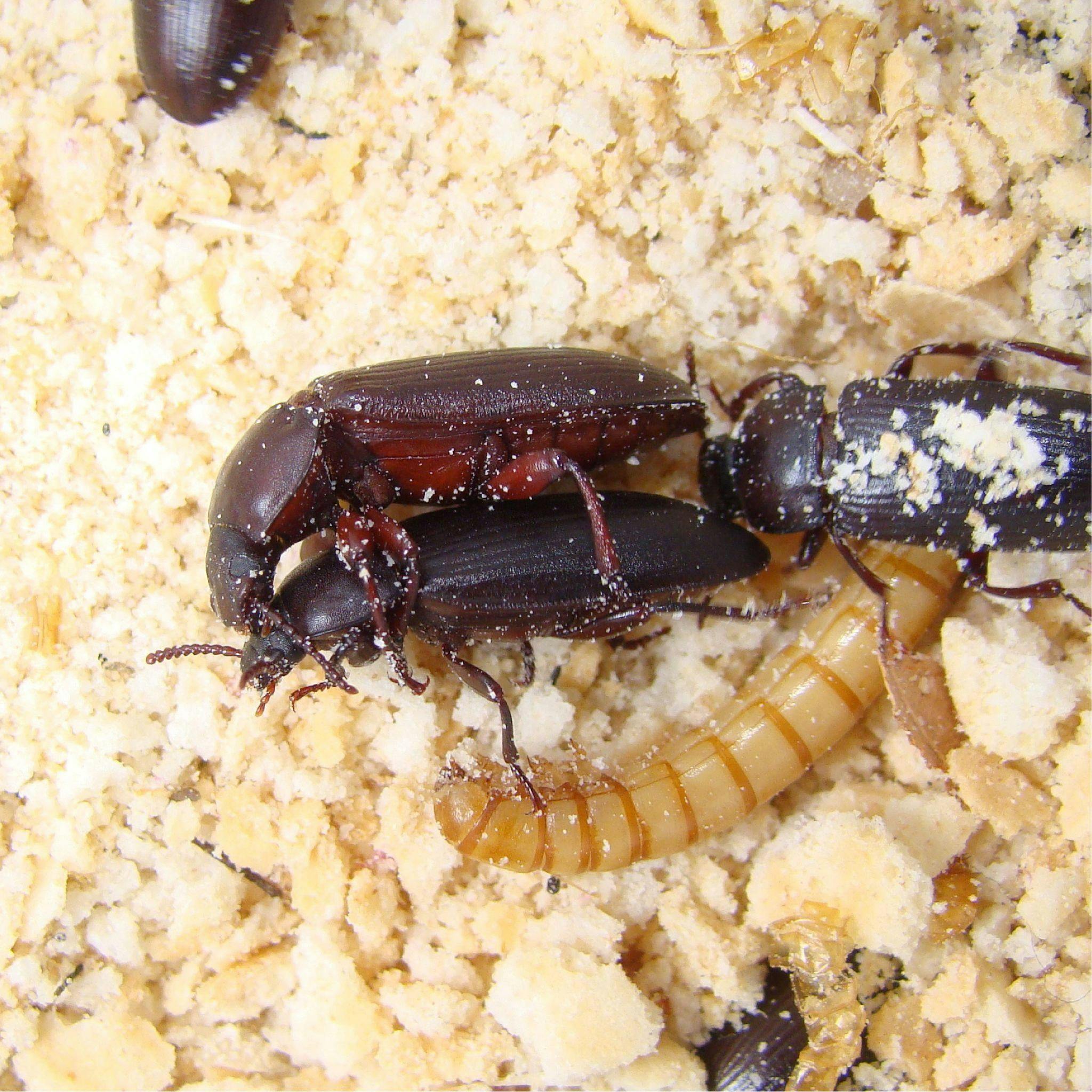 Image for Mealworm & Beetle Starter Pack  by The Bug Factory