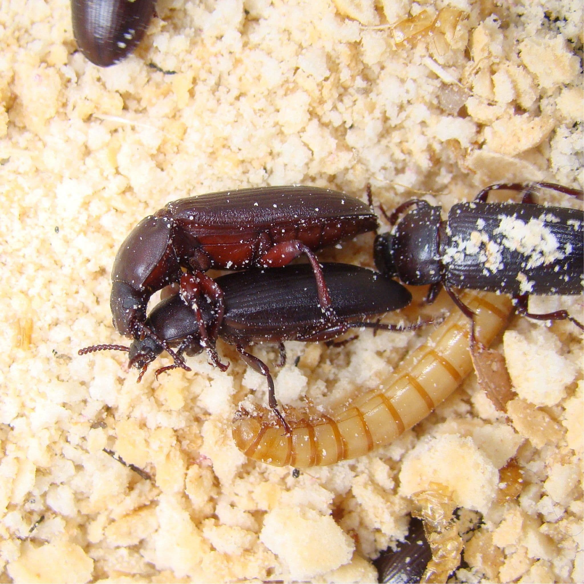 Image 1 for Mealworm & Beetle Starter Pack by The Bug Factory