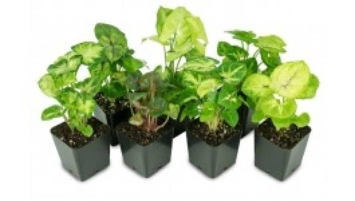 Image 1 for Syngonium podophyllum (Grower's Choice) by Josh's Frogs