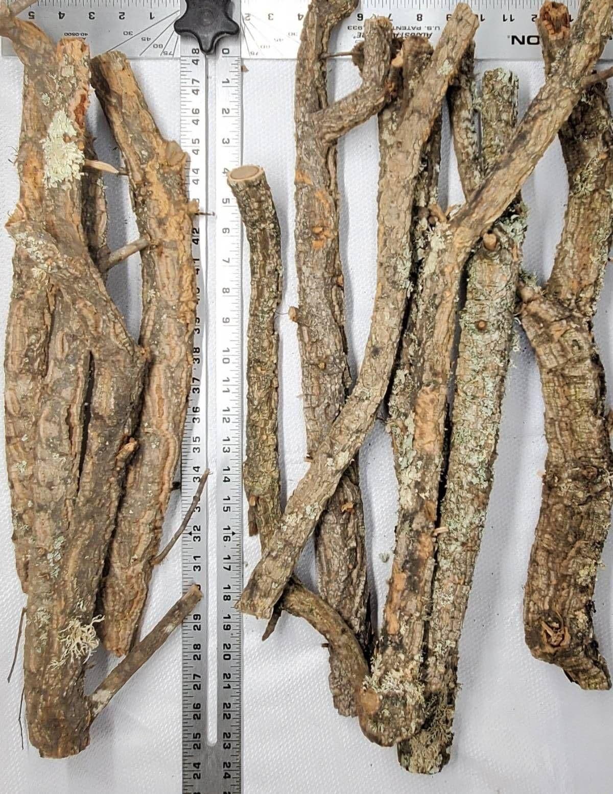 Image 1 for Cork Branch (Large) by Josh's Frogs