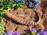Preview image 1 for NV9 2023 Dark x Classic Northern Blue Tongue Skink