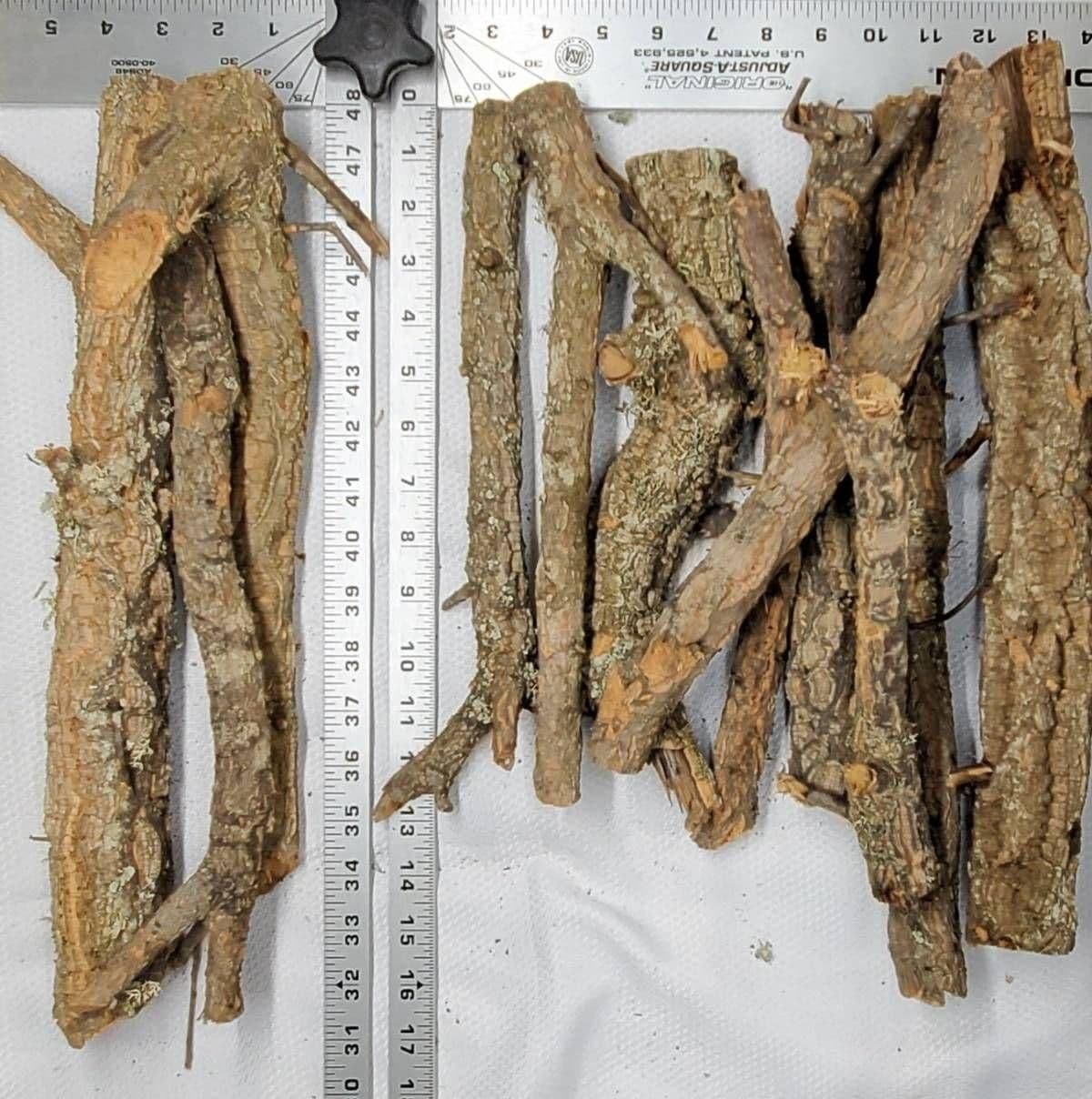 Image 1 for Cork Branch (Small) by Josh's Frogs