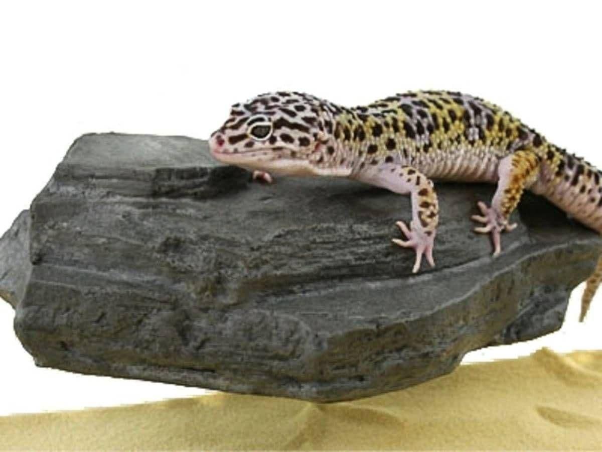 Image 1 for MagNaturals Magnetic Rock Ledge (Small - Granite) by Josh's Frogs