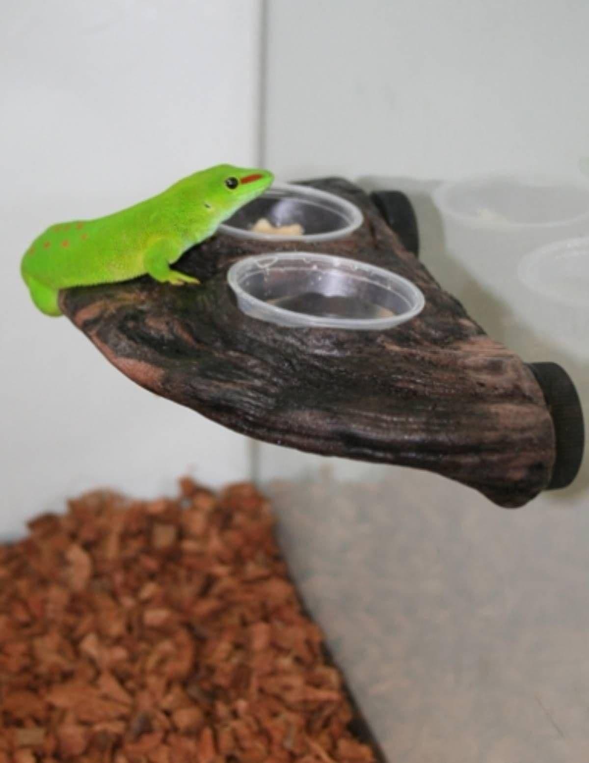 Image 1 for Magnaturals Magnetic Gecko Ledge (Earth) by Josh's Frogs