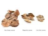 Preview image 10 for Magnolia Leaf Litter (1 Gallon) by Josh's Frogs