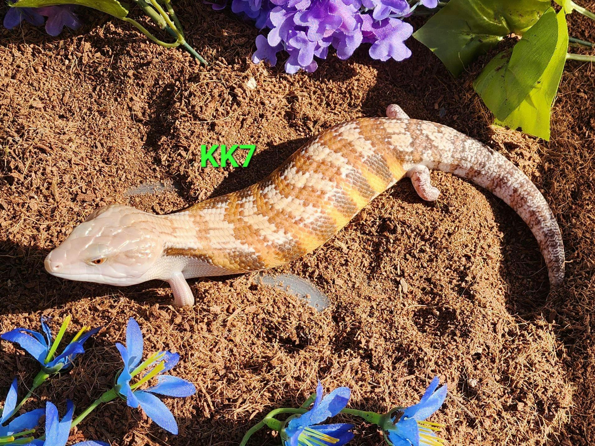 Image for KK7 2023 Hypo Sunset /Classic Northern Blue Tongue Skink