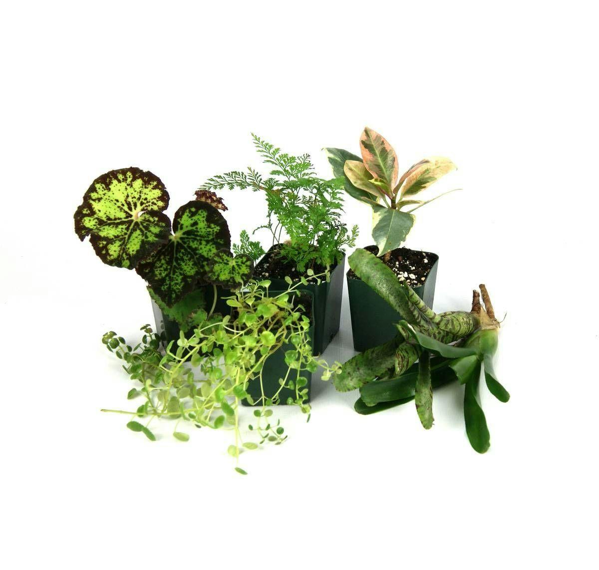 Image for Tropical Vivarium Plant Kit (6 Plants) by Josh's Frogs
