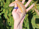 Preview image 1 for AA5 2023 White /Sunrise /Orange Northern Blue Tongue Skink