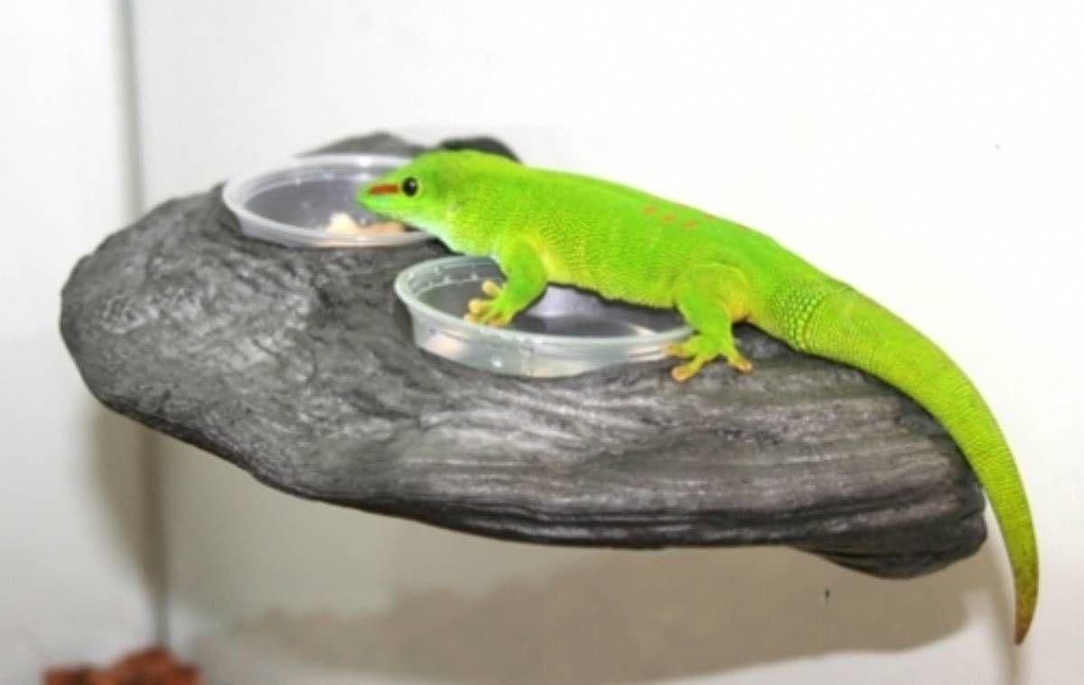 Image 1 for Magnaturals Magnetic Gecko Ledge (Granite) by Josh's Frogs