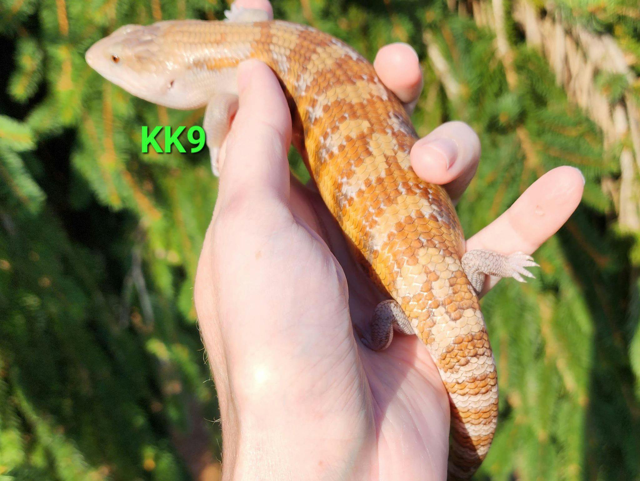 Image for KK9 2023 Hypo Sunset /Classic Northern Blue Tongue Skink