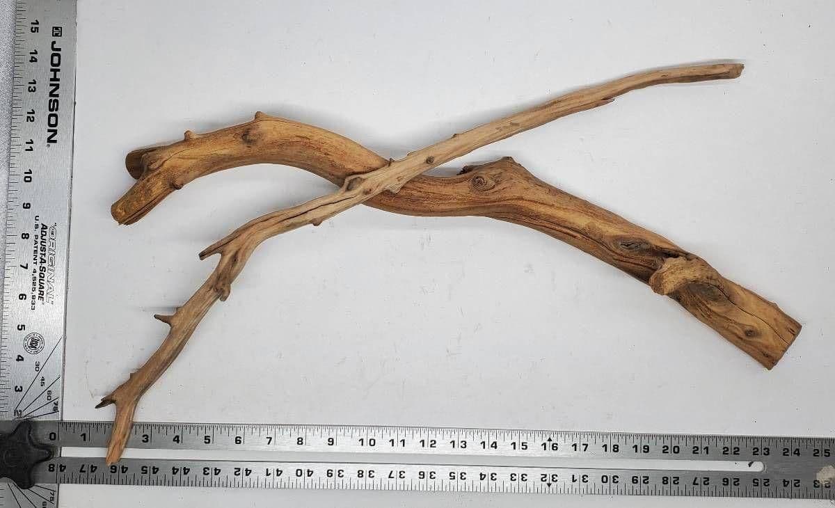 Image 1 for Manzanita Wood (Large) by Josh's Frogs