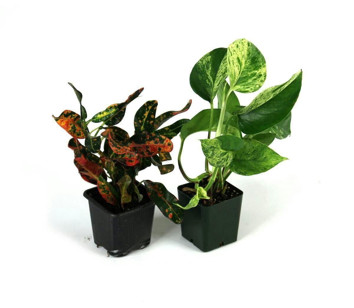 Image 1 for Crested Gecko Vivarium Plant Kit (2 Plants) by Josh's Frogs