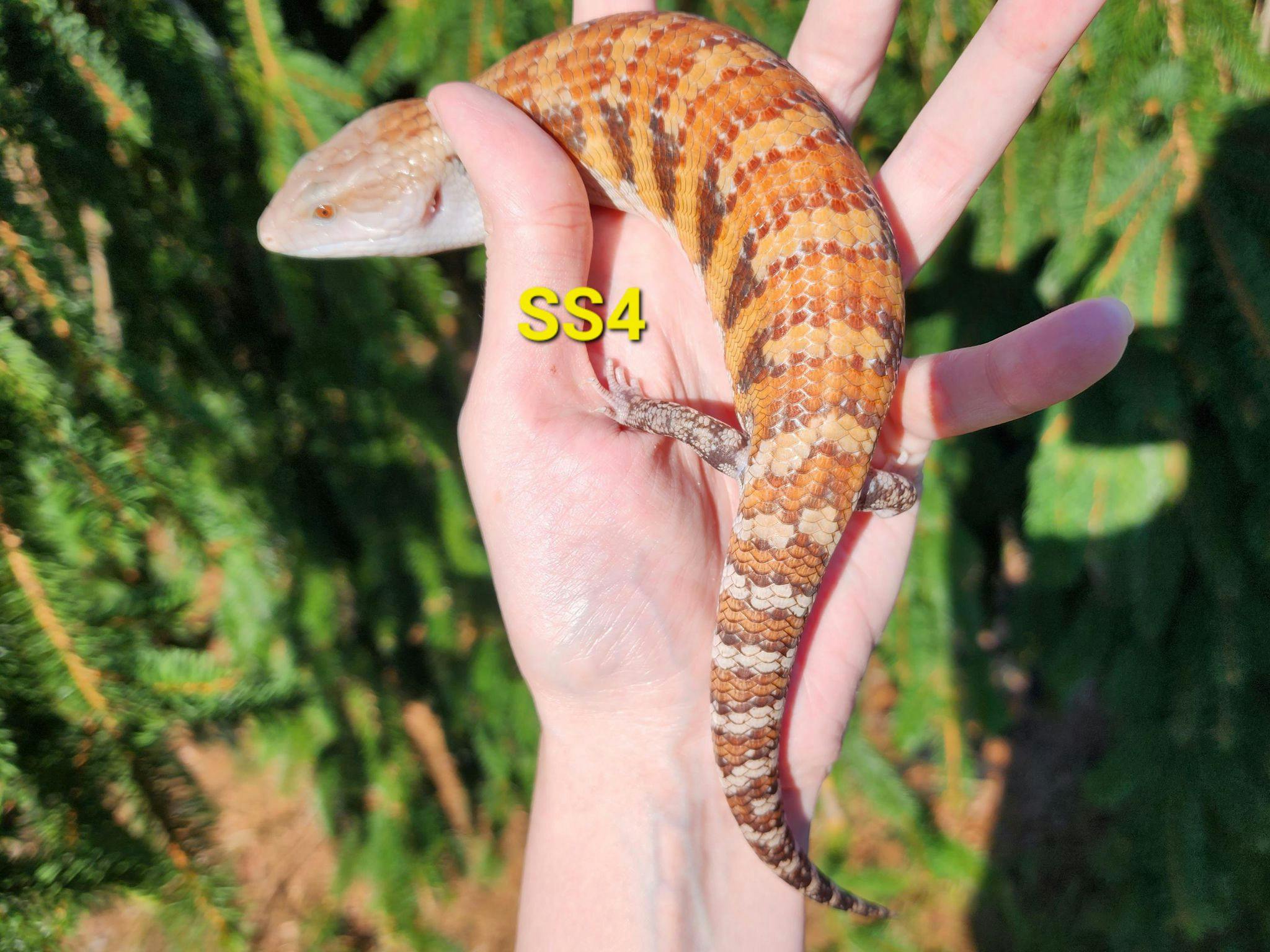 Image for SS4 2023 Red Classic Northern Blue Tongue Skink
