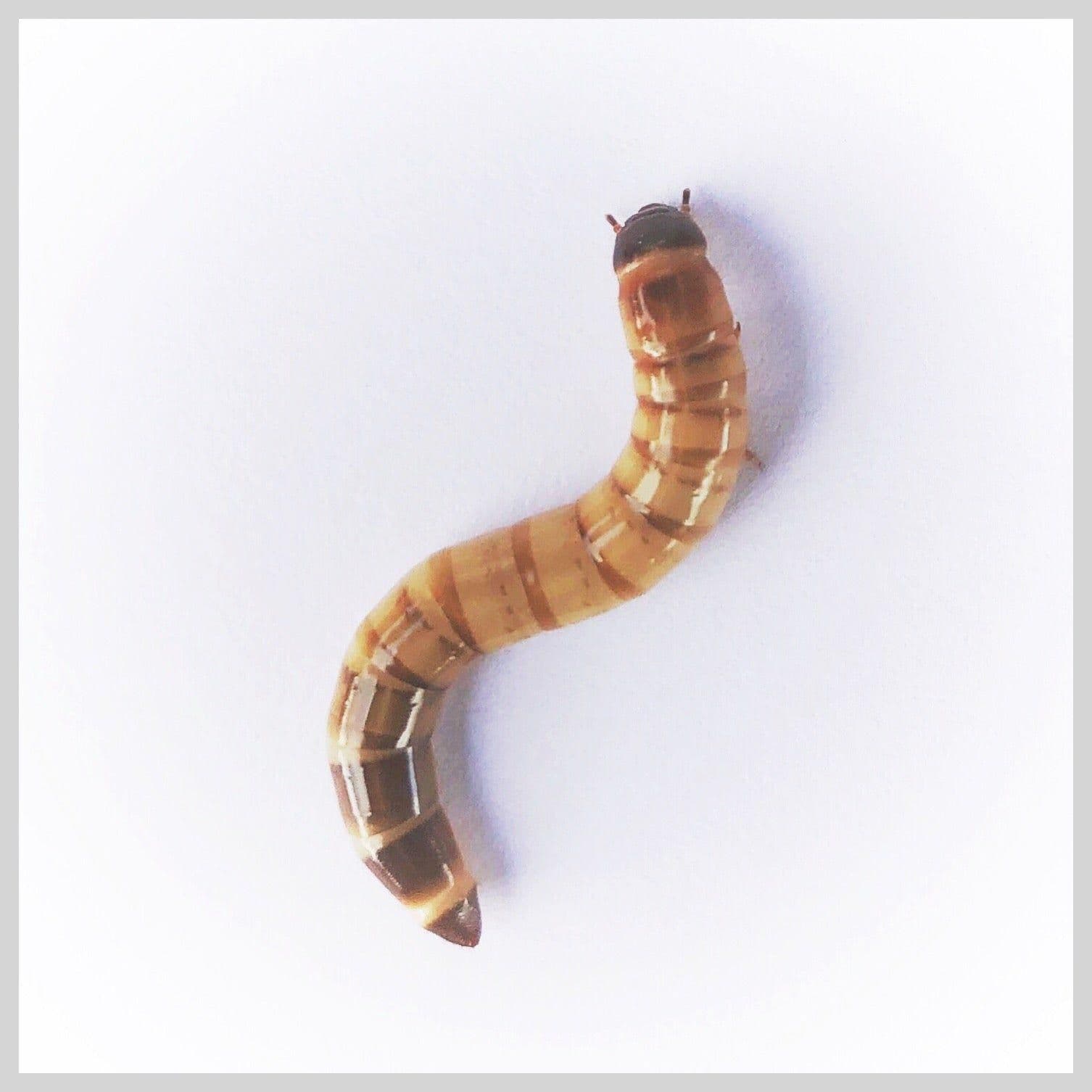 Image 1 for Large (1.5-2") Superworms (2,000) by Ovipost