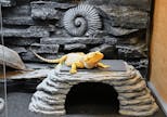 Preview image 8 for Meridian 4’x2’x2’ Reptile Enclosure Background by Zen Habitats