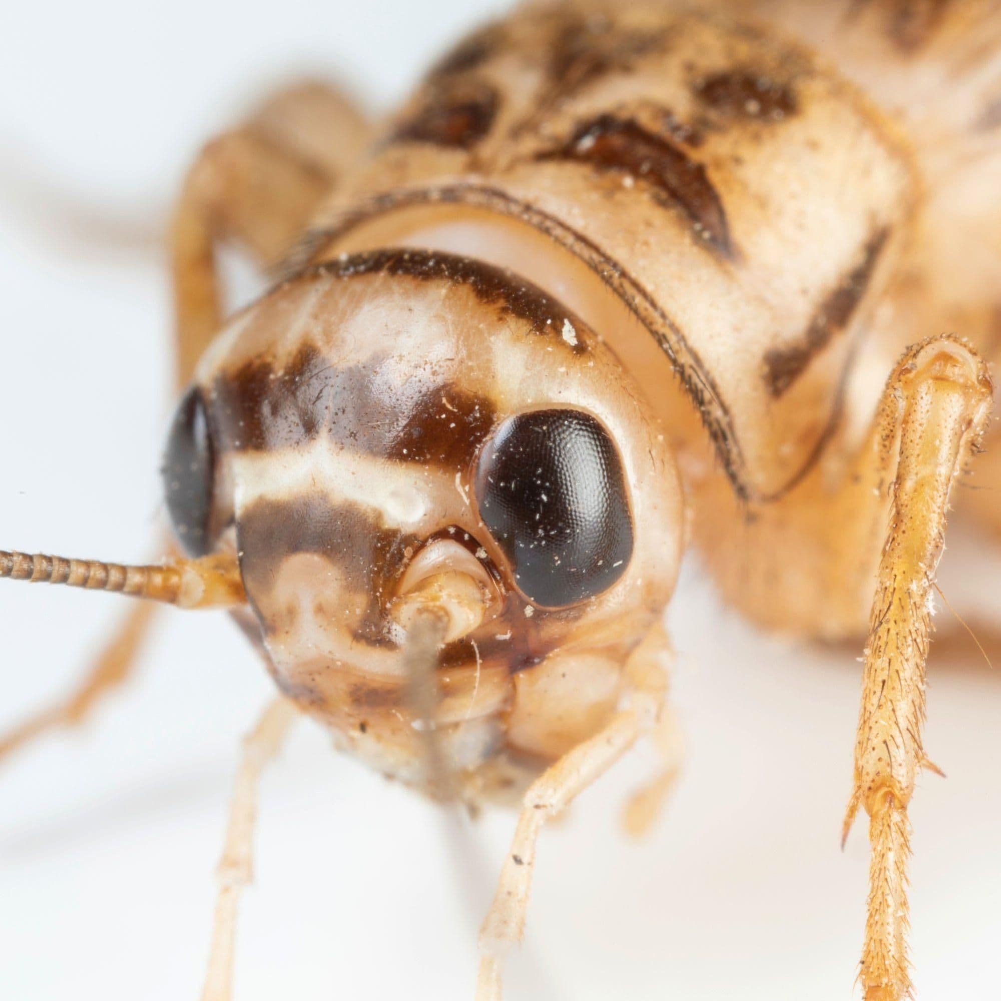 Image 1 for Pinhead Crickets (50) by Ovipost