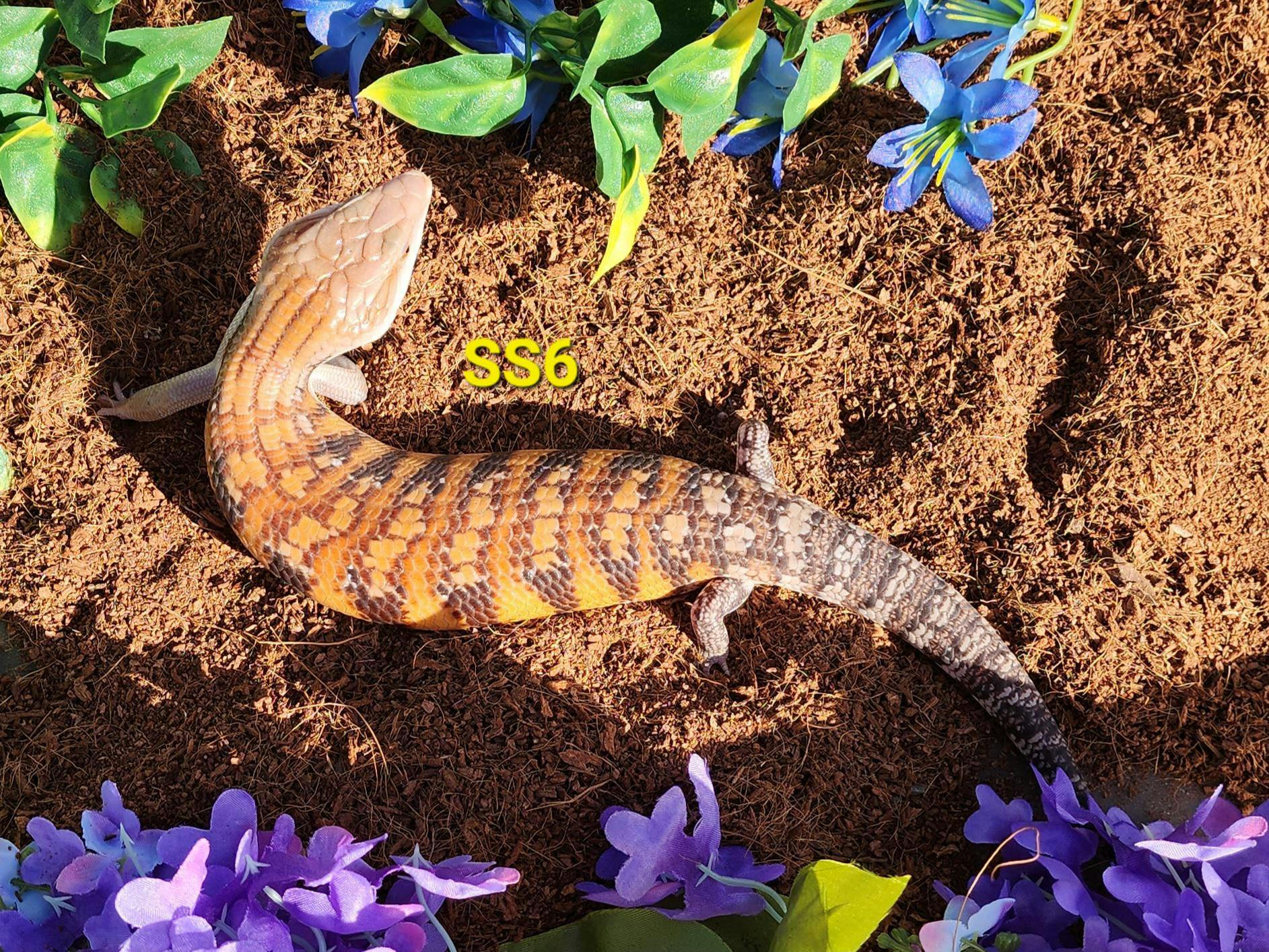 Image for SS6 2023 Red Classic Northern Blue Tongue Skink