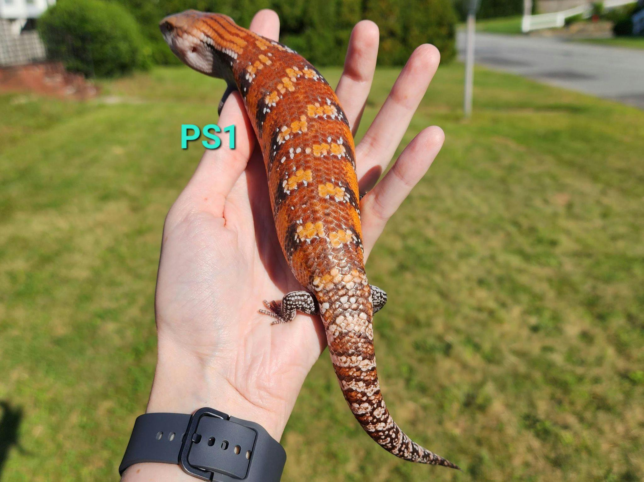 Image for PS1 2023 Red Line Northern Blue Tongue Skink