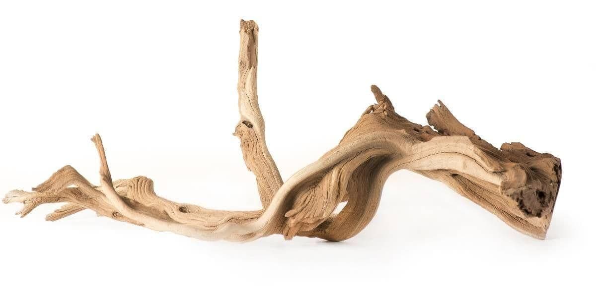 Image 1 for Galapagos Staghorn Wood (13-18”) by Josh's Frogs