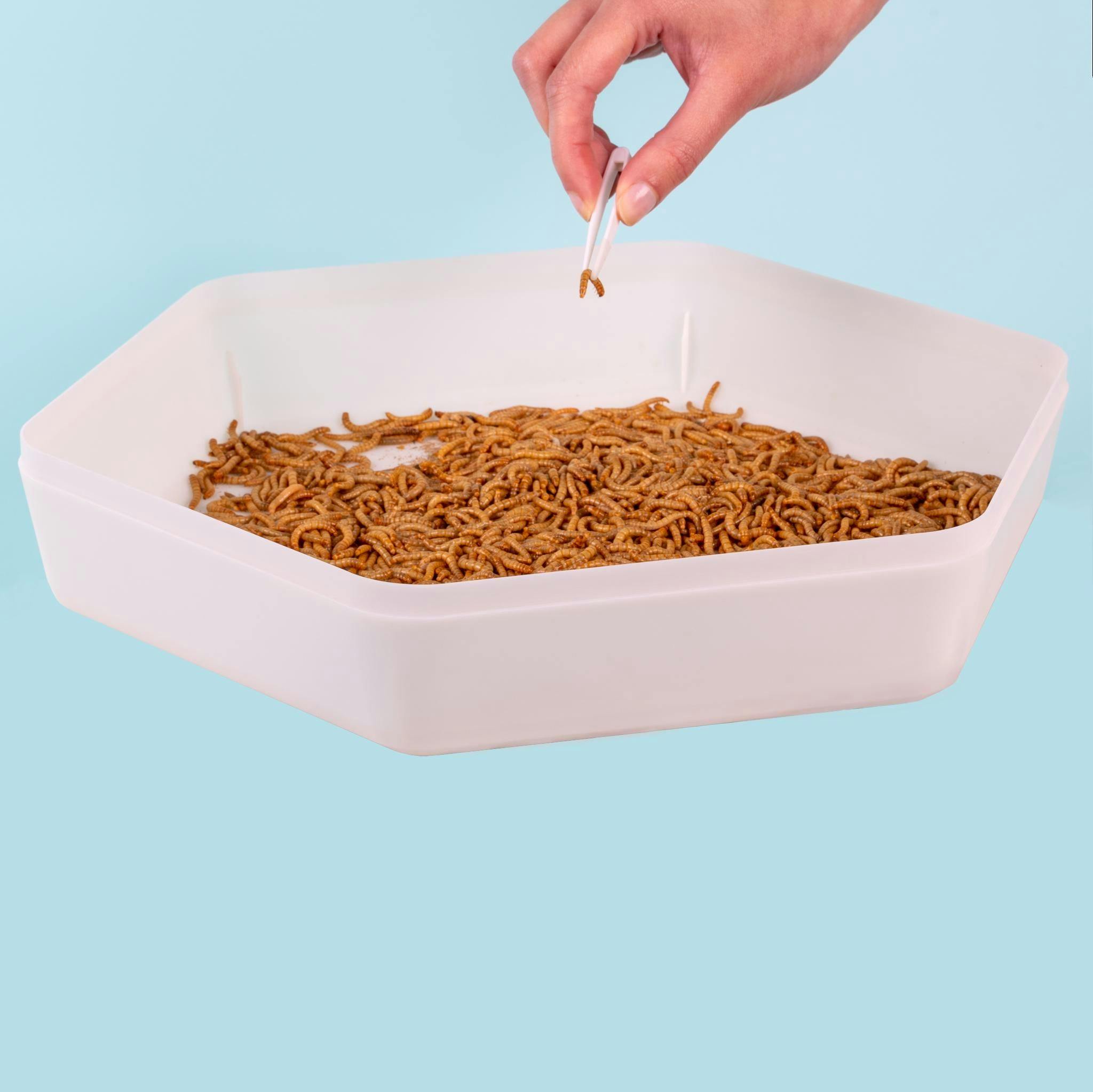 Image for Mealworm Storage Tray (Beetle Tray Not Included) by The Bug Factory
