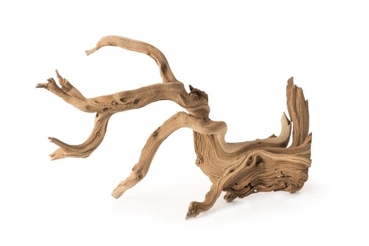Image 1 for Galapagos Staghorn Wood (19-24”) by Josh's Frogs