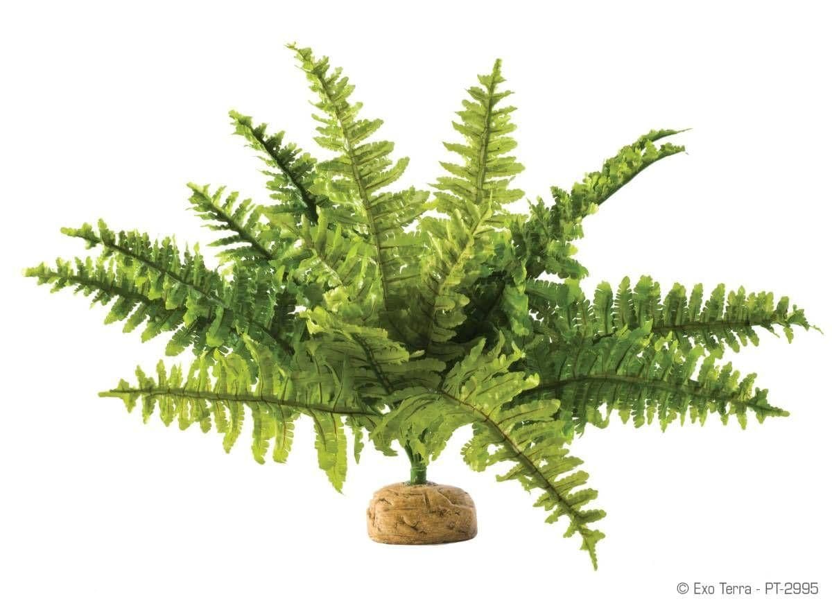 Image 1 for Exo Terra Boston Fern (Medium) by Josh's Frogs