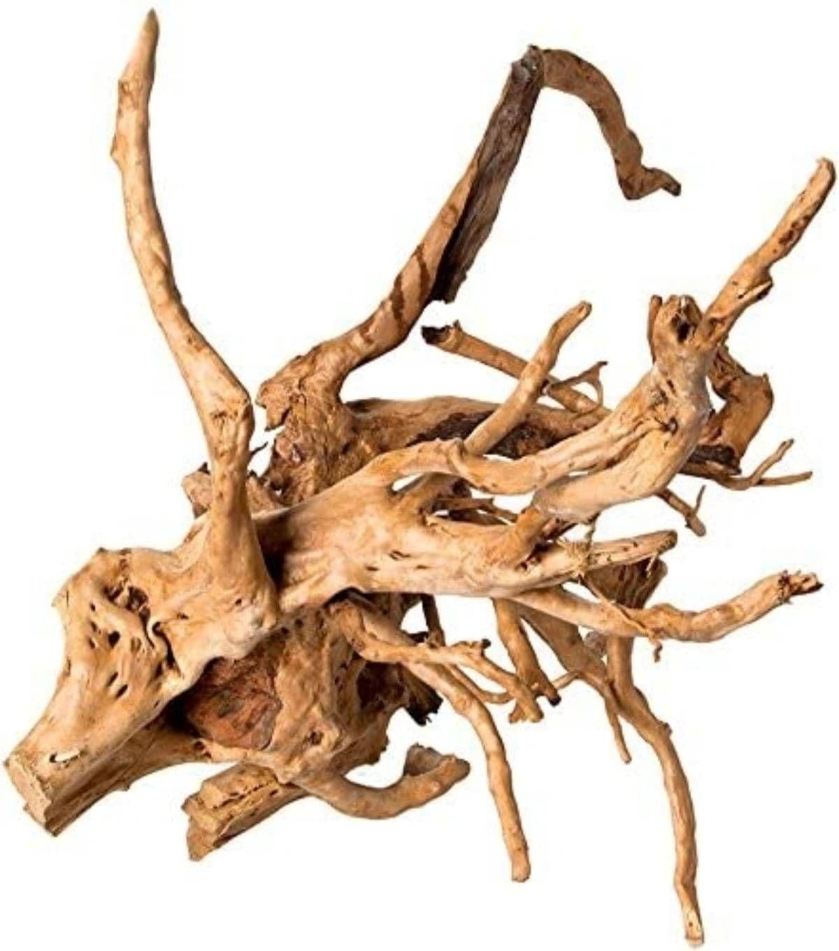 Image 1 for Galapagos Spiderwood (12-24”) by Josh's Frogs