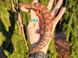 Preview image 1 for PP4 2023 Red Line Northern Blue Tongue Skink