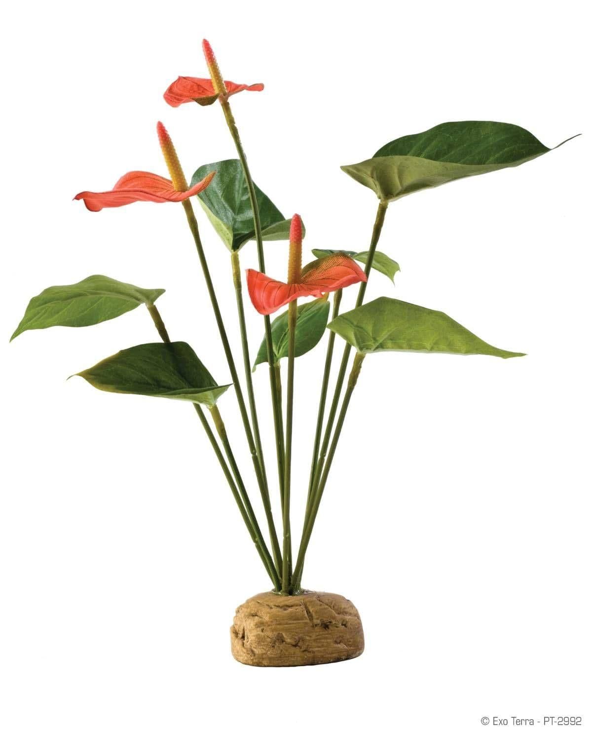 Image 1 for Exo Terra Anthurium Bush by Josh's Frogs