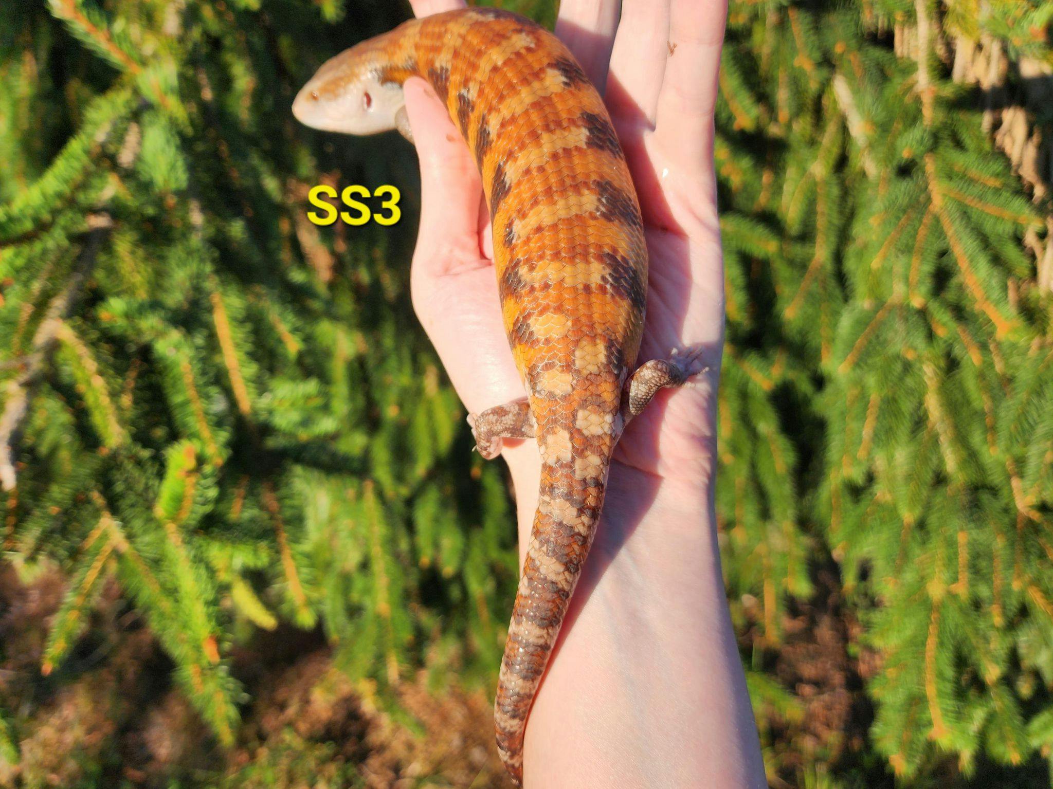 Image for SS3 2023 Red Classic Northern Blue Tongue Skink