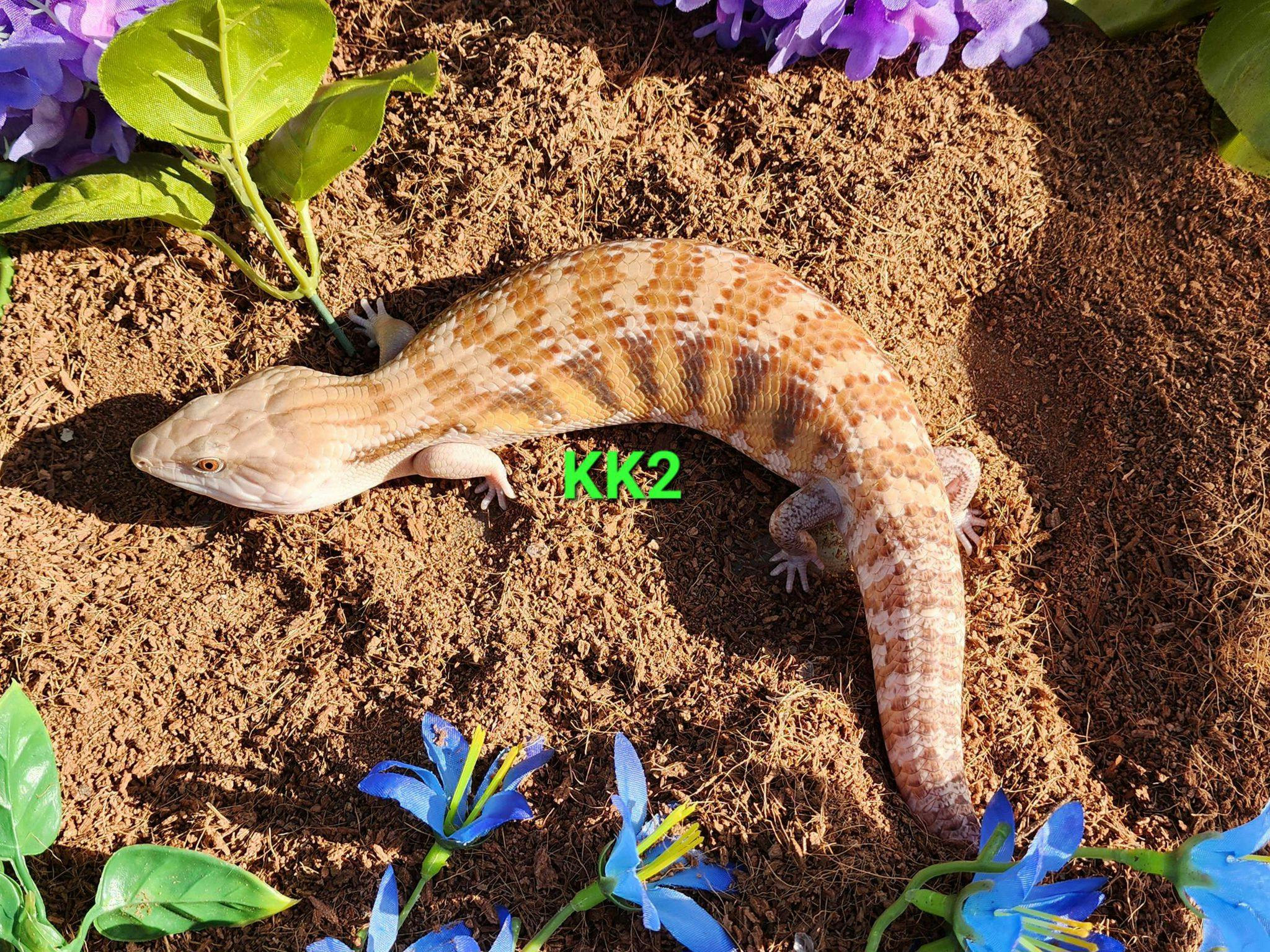 Image for KK2 2023 Hypo Sunset /Classic Northern Blue Tongue Skink