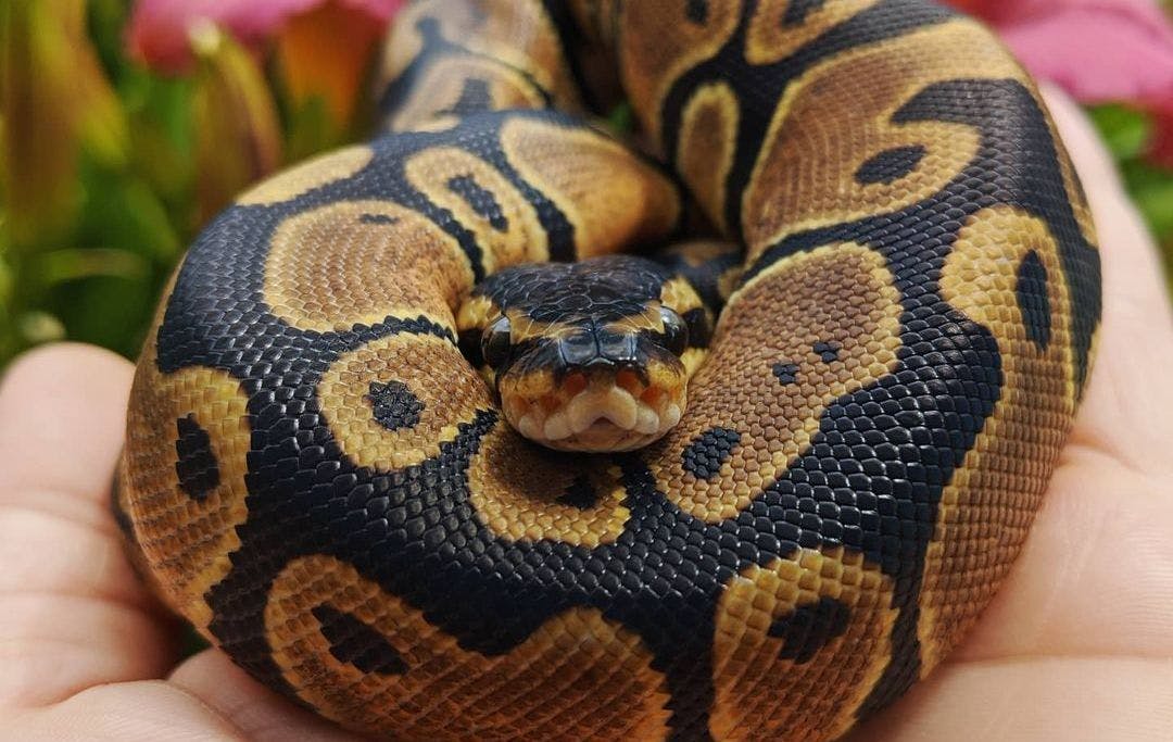 Cover image of Ball Python Starter Buying Guide