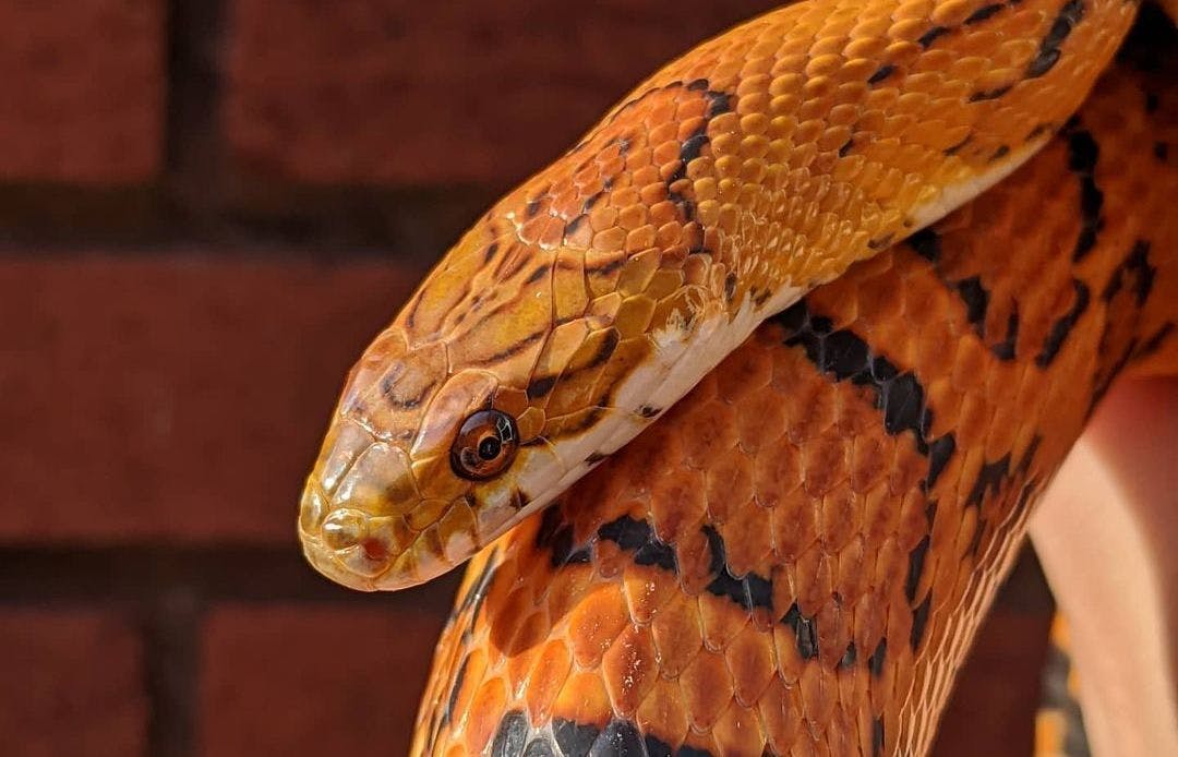 Cover image of Corn Snake Starter Buying Guide