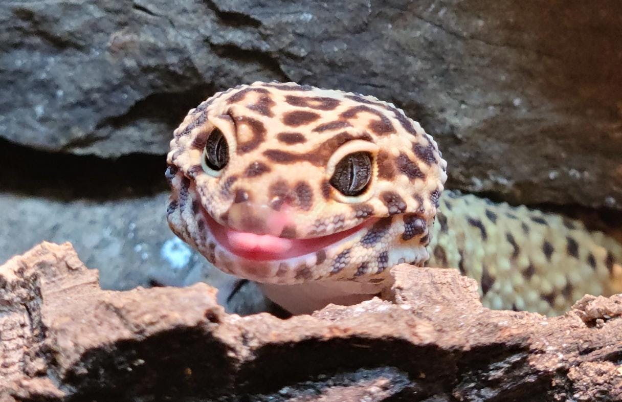 Cover image of Leopard Gecko Deluxe Buying Guide