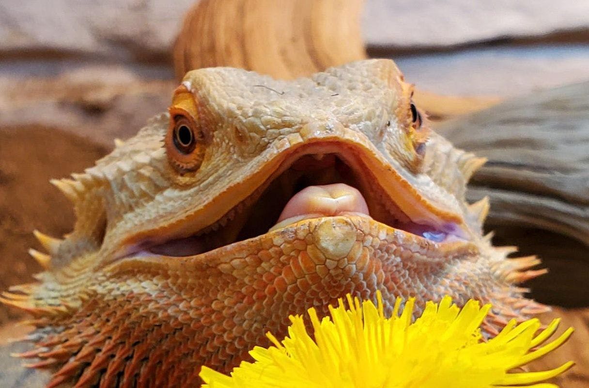 Cover image of Bearded Dragon Starter Buying Guide