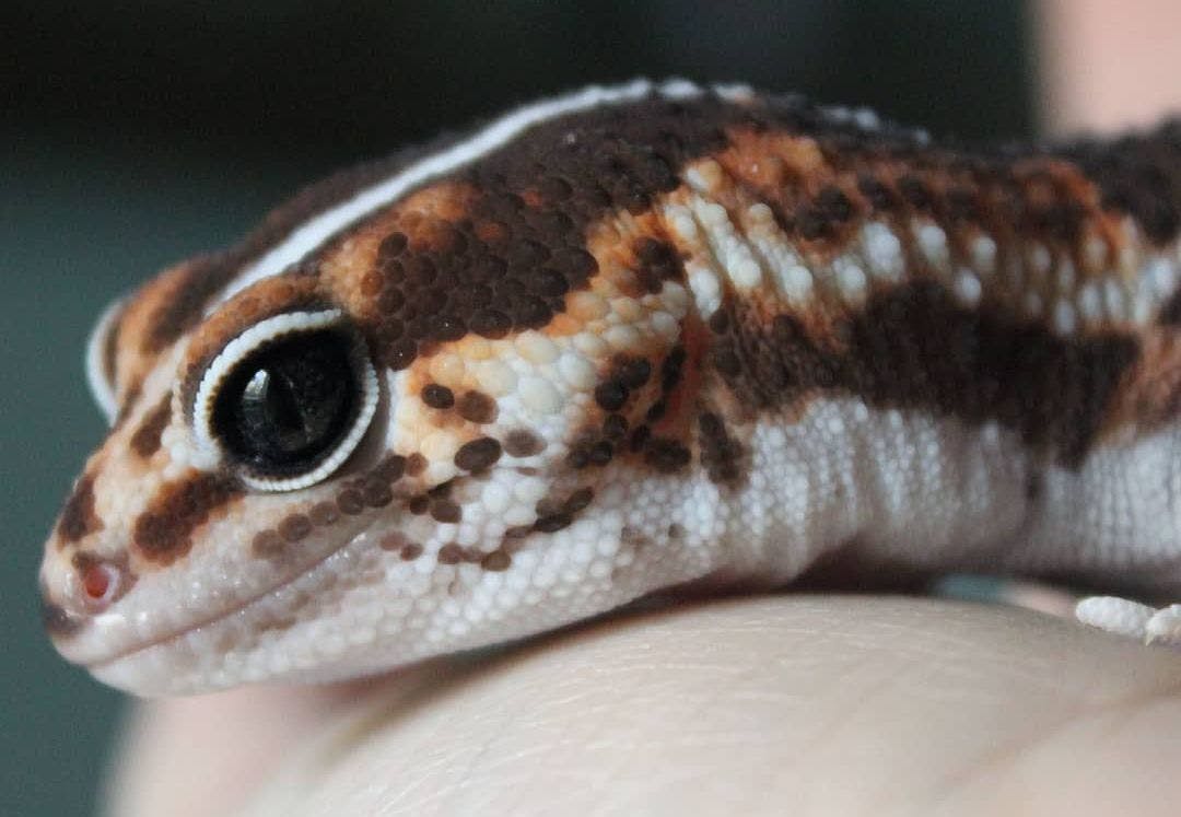 Cover image of African Fat-Tailed Gecko Deluxe Buying Guide