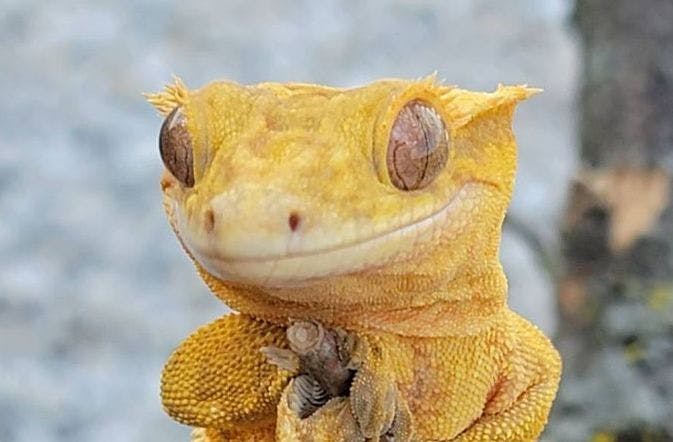 Cover image of Crested Gecko Starter Buying Guide