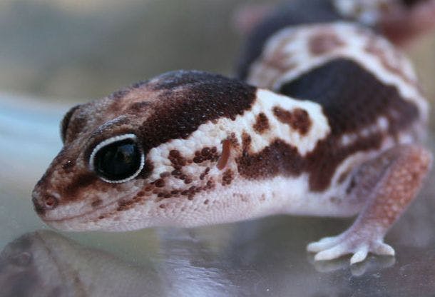 Cover image of African Fat-Tailed Gecko Starter Buying Guide