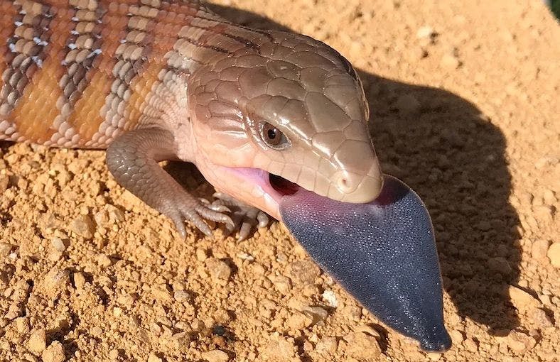 Cover image of Australian Blue Tongue Skink Starter Buying Guide
